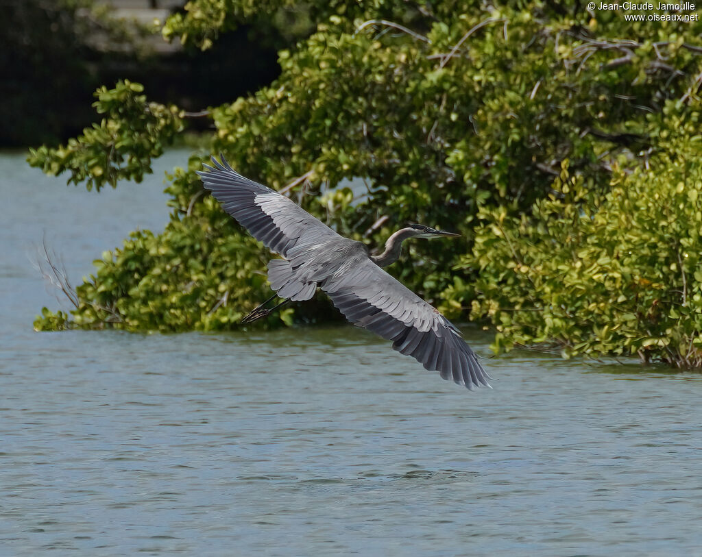 Grand Héronadulte, Vol