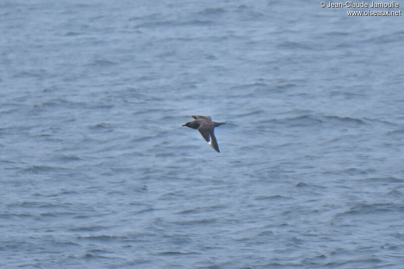 Great Skua