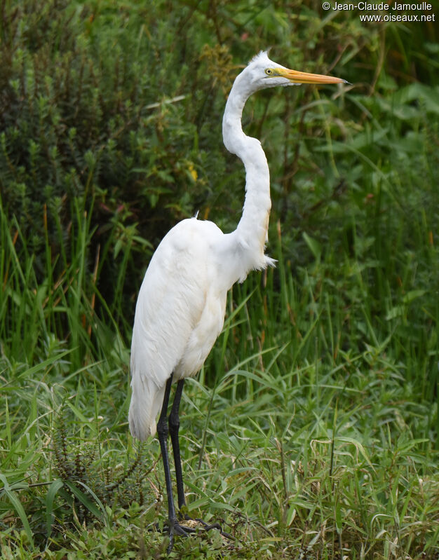 Great Egret