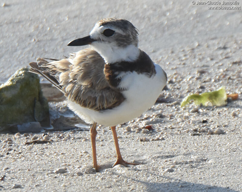 Wilson's Plover