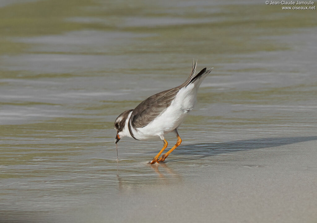 Gravelot semipalmé - Pluvier semipalmé<br />adulte, régime, mange