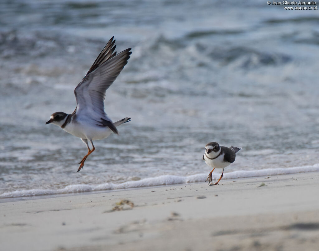 Gravelot semipalmé - Pluvier semipalmé<br />adulte