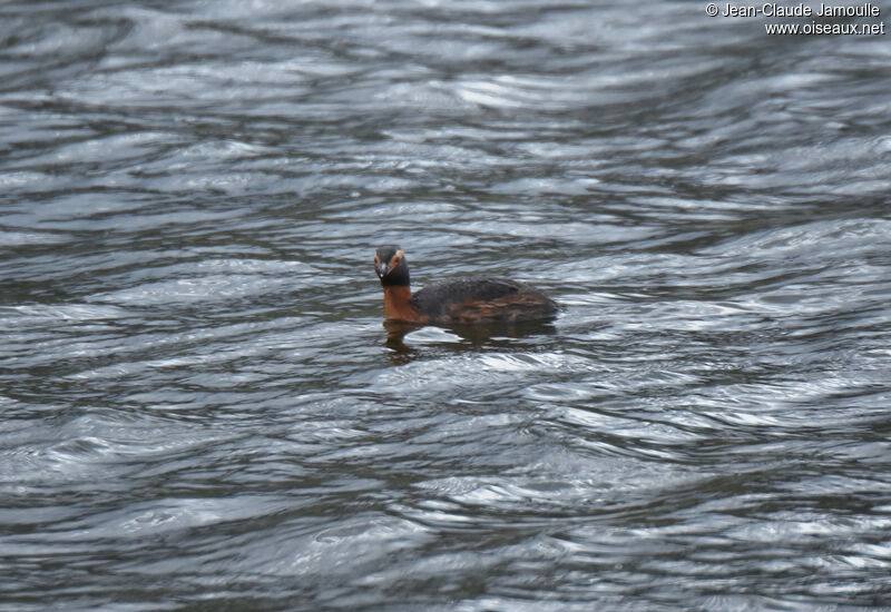 Horned Grebe