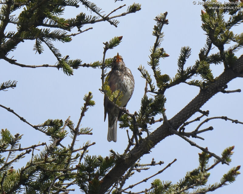 Redwingadult, song