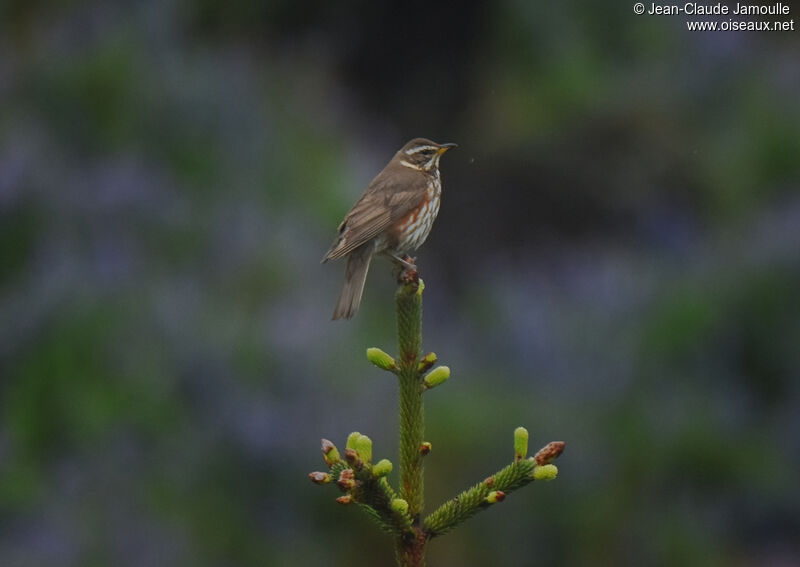 Redwingadult