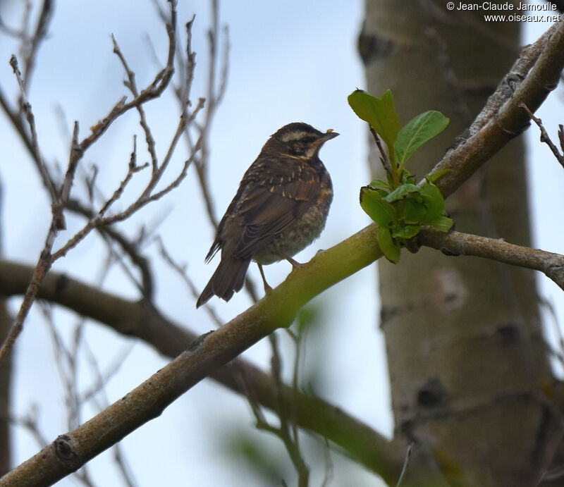 Redwingjuvenile