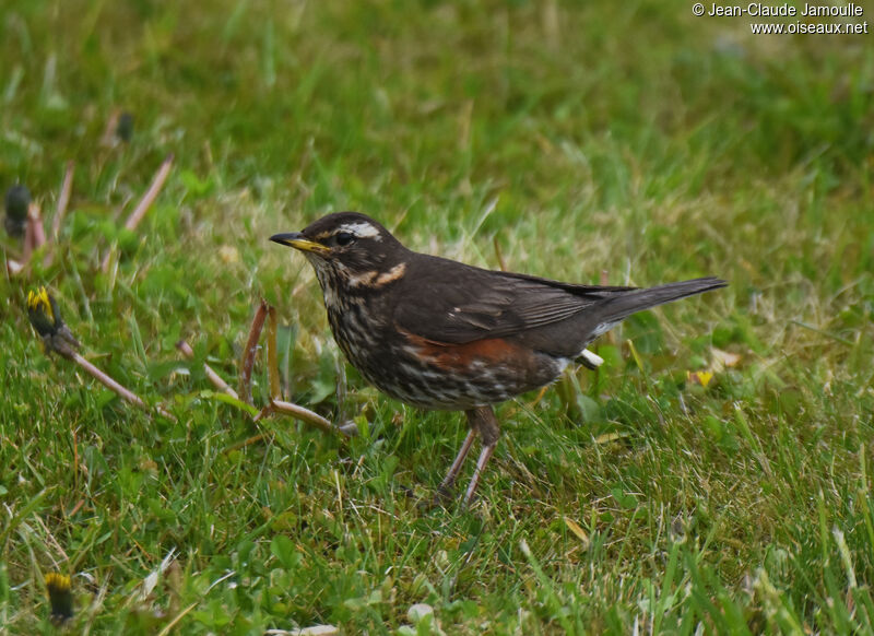 Redwingadult