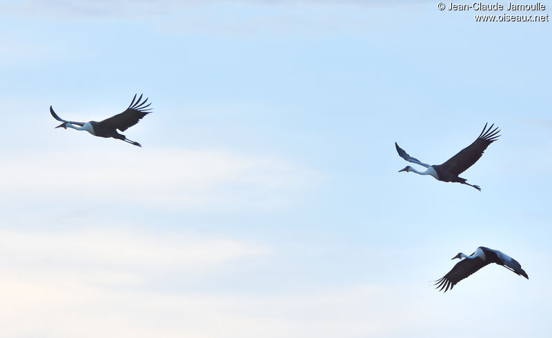 Wattled Crane