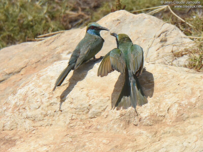 Arabian Green Bee-eater