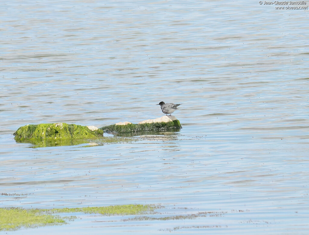 Black Tern
