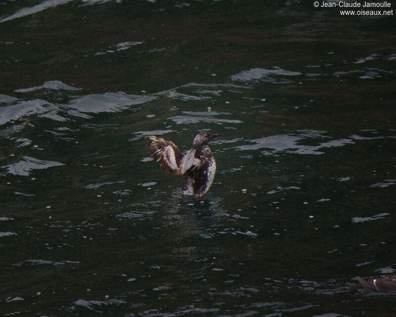 Guillemot à miroirjuvénile