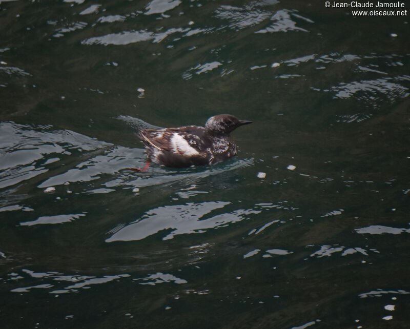 Guillemot à miroirjuvénile