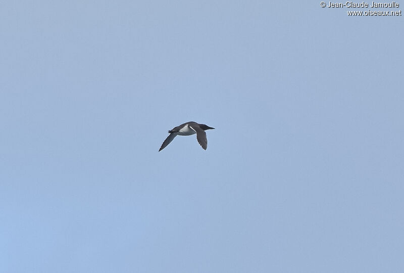 Common Murre