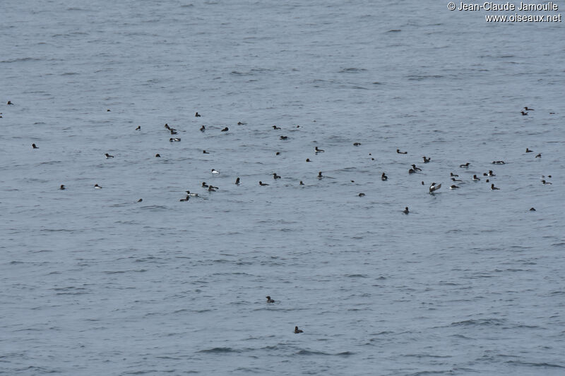 Guillemot de Troïl