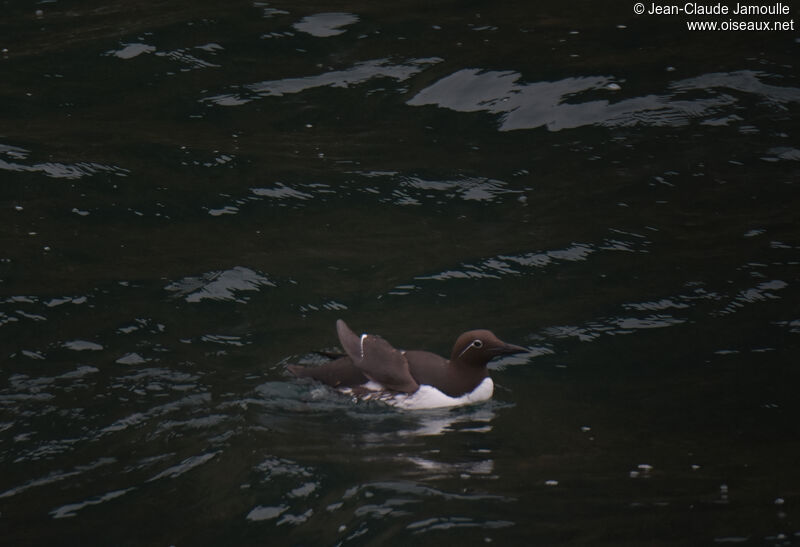 Guillemot de Troïladulte nuptial