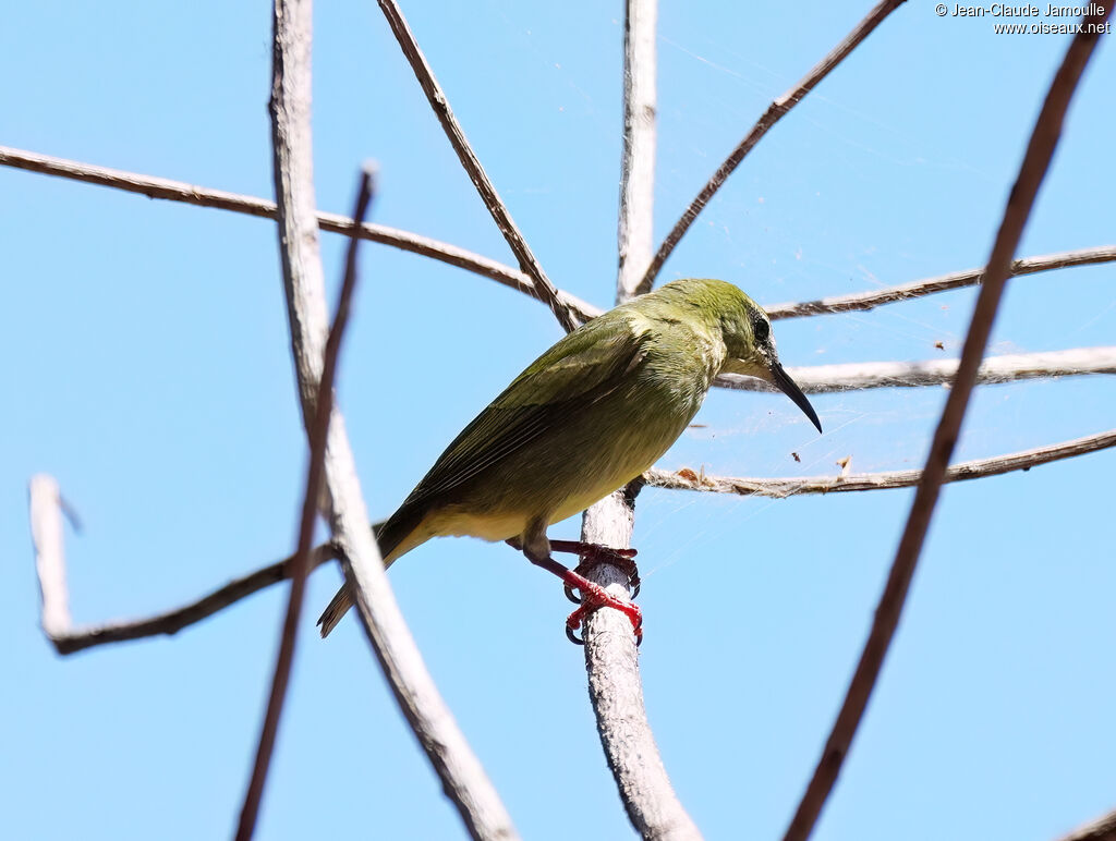 Red-legged Honeycreeper female adult