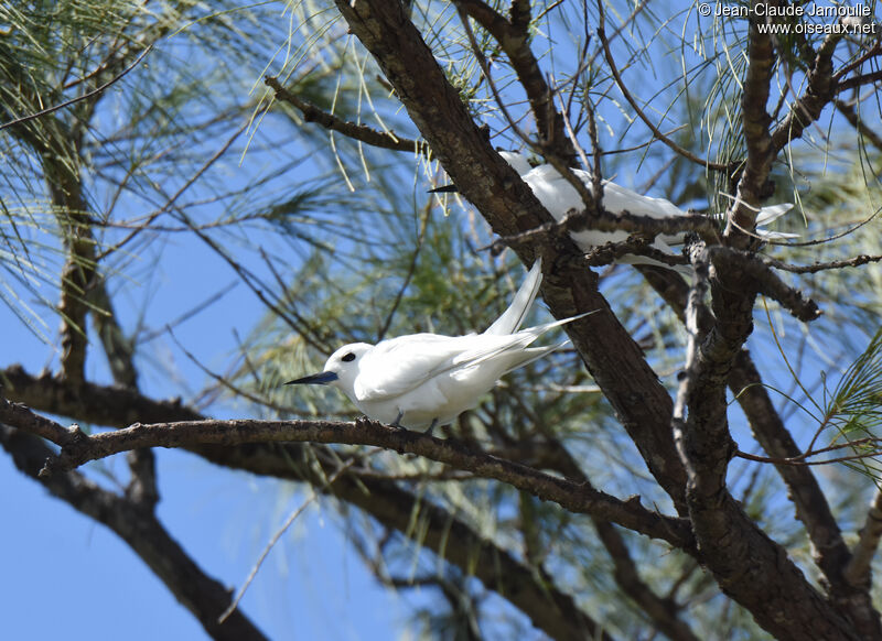 White Tern