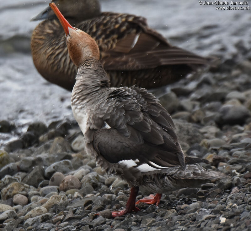 Red-breasted Merganser female adult, care