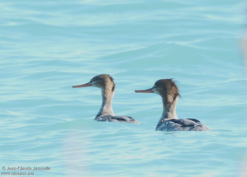 Red-breasted Merganser