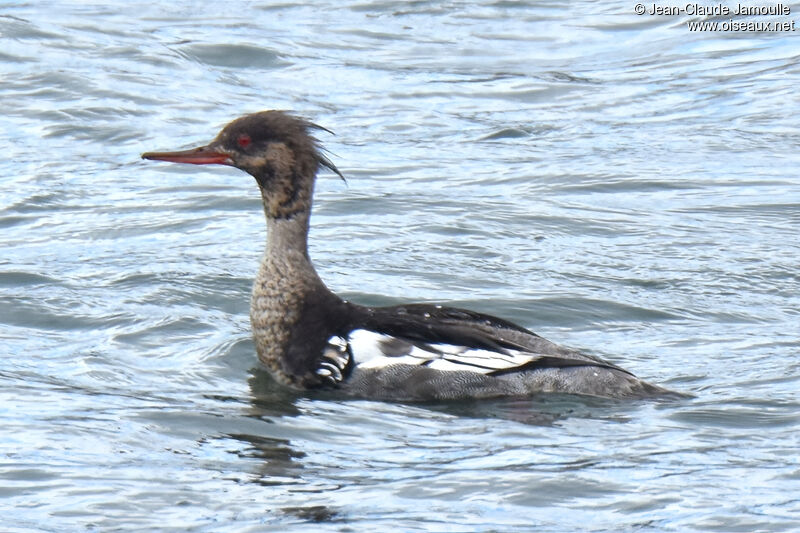 Red-breasted Merganser male adult