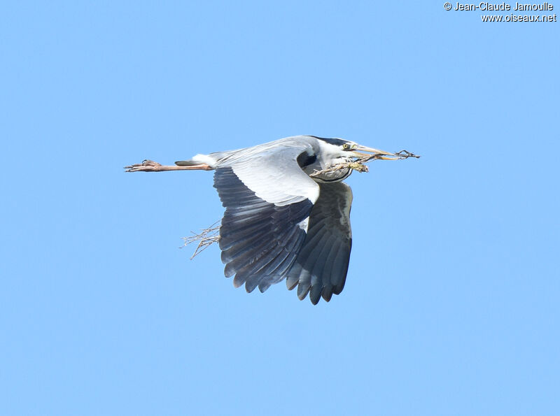 Grey Heron