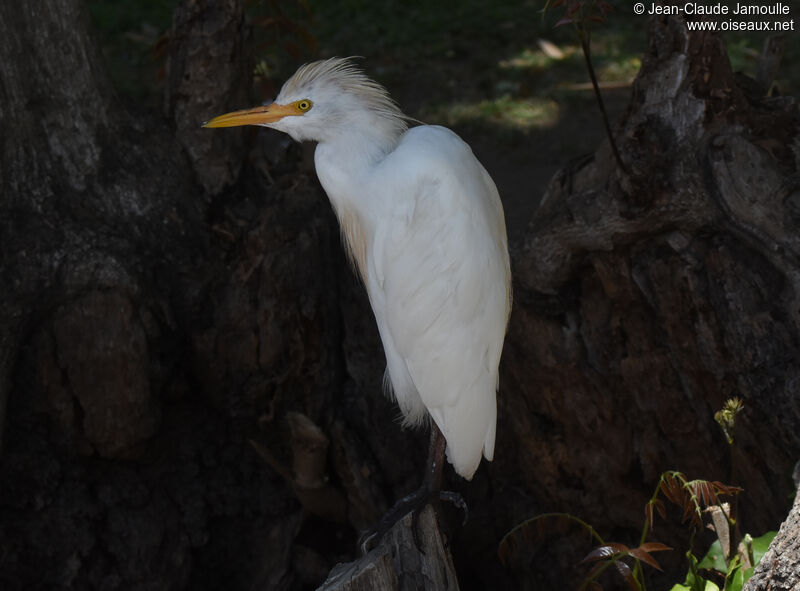 Western Cattle Egret