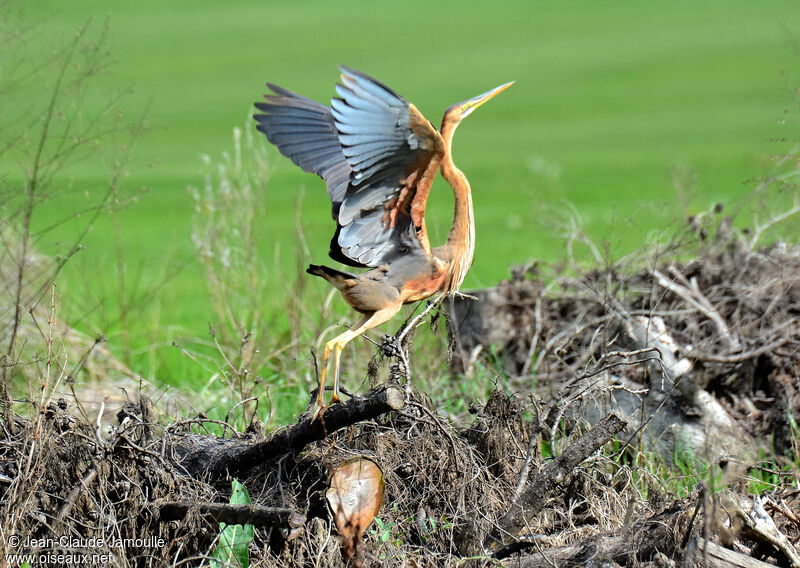 Purple Heron