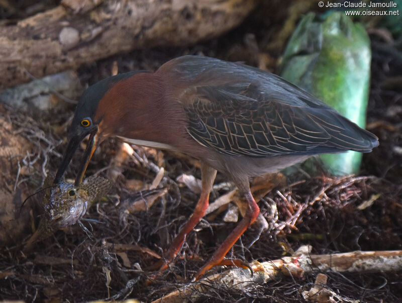 Green Heron