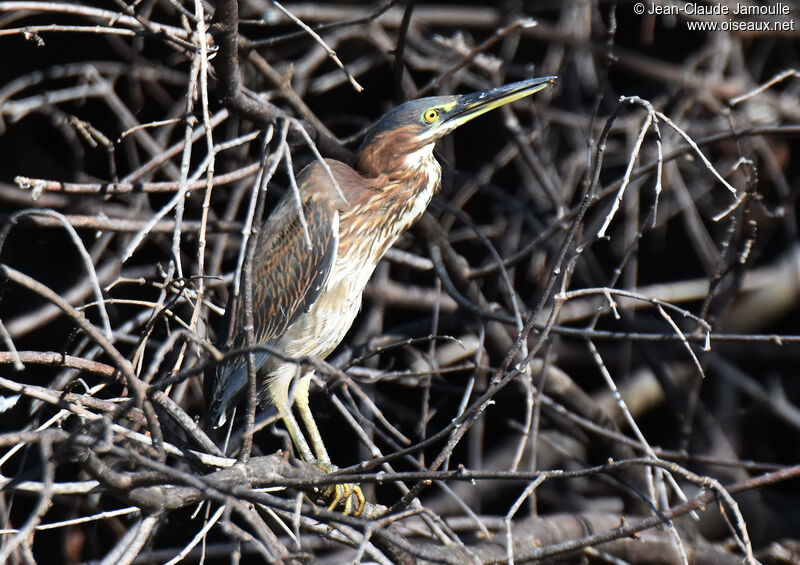 Green Heron