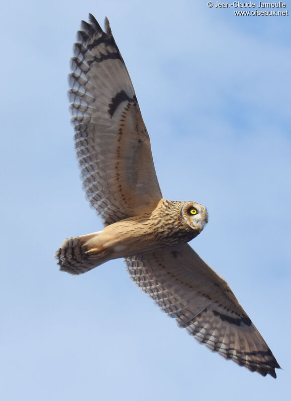 Hibou des marais