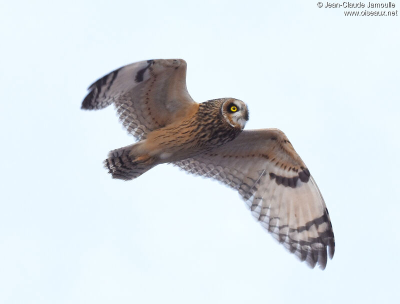 Hibou des marais