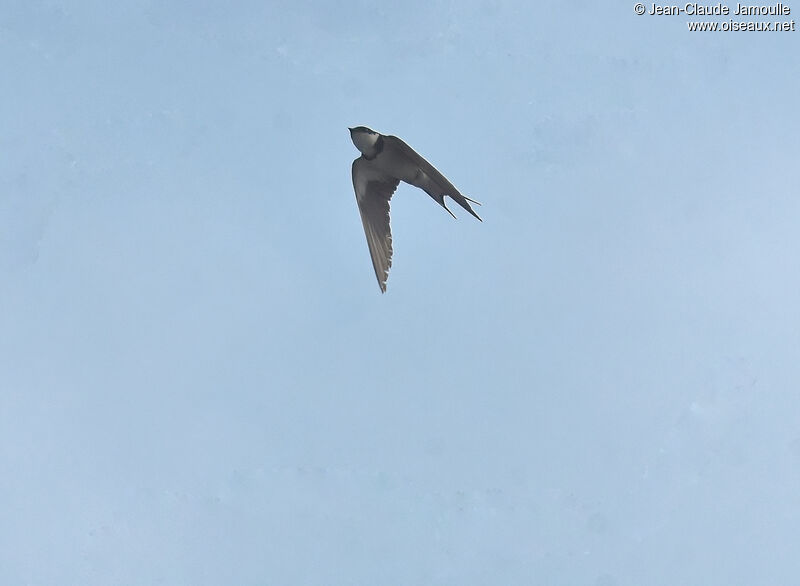 White-throated Swallow