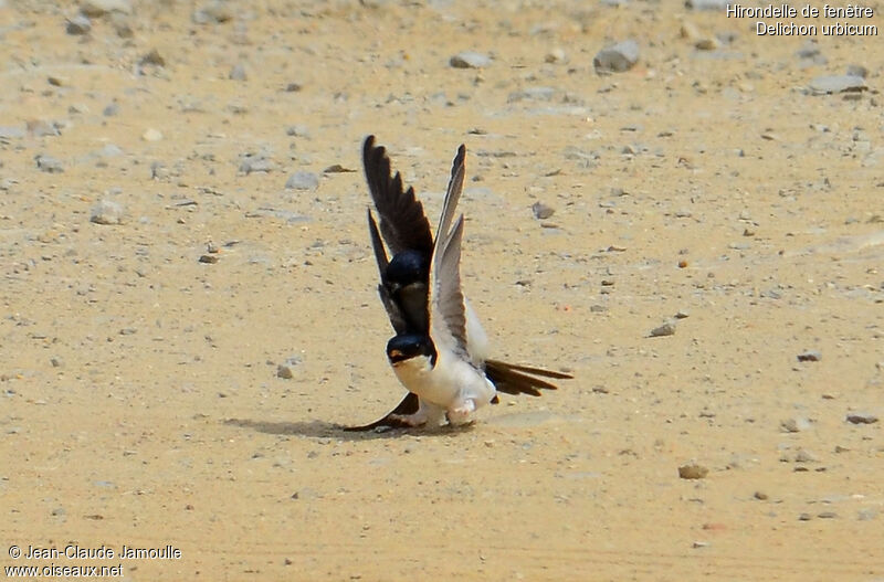 Western House Martin, Behaviour