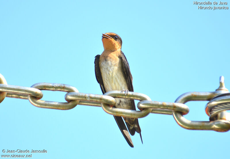 Pacific Swallow, Behaviour