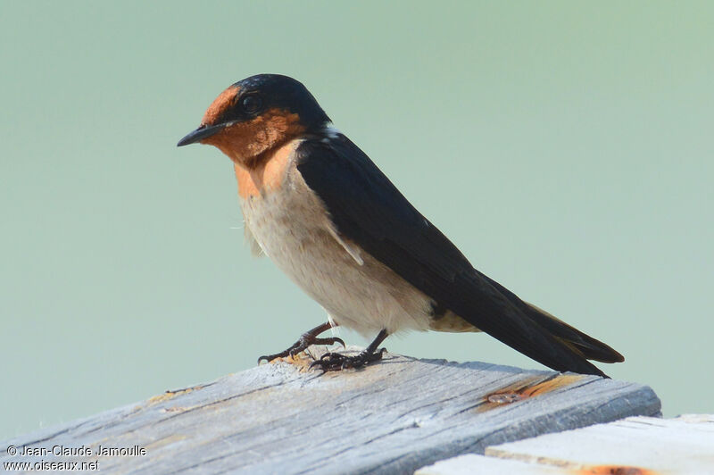 Pacific Swallow