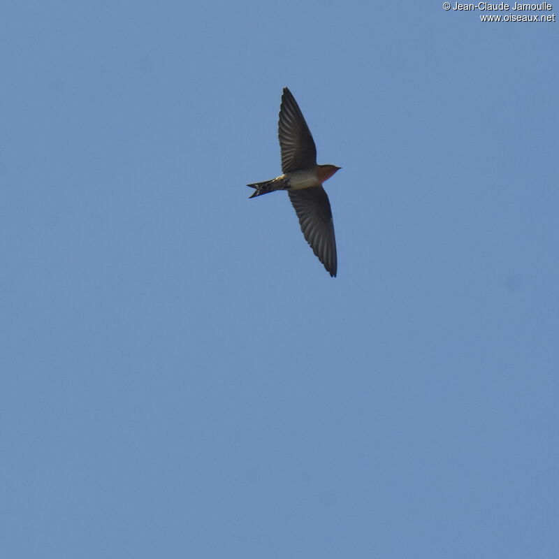 Pacific Swallow