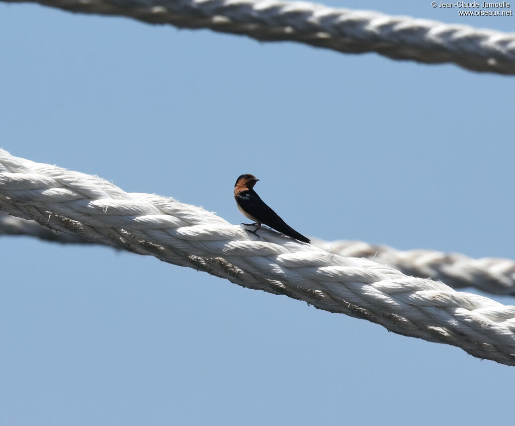 Pacific Swallow
