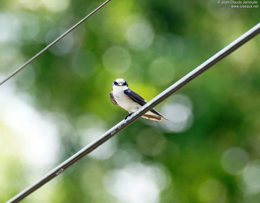 Mangrove Swallow