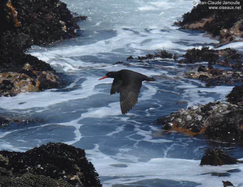 African Oystercatcher