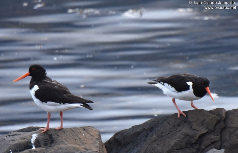 Eurasian Oystercatcheradult