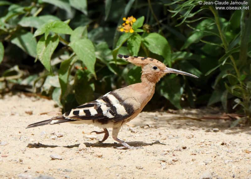 Eurasian Hoopoe