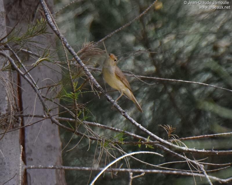 Western Olivaceous Warbleradult