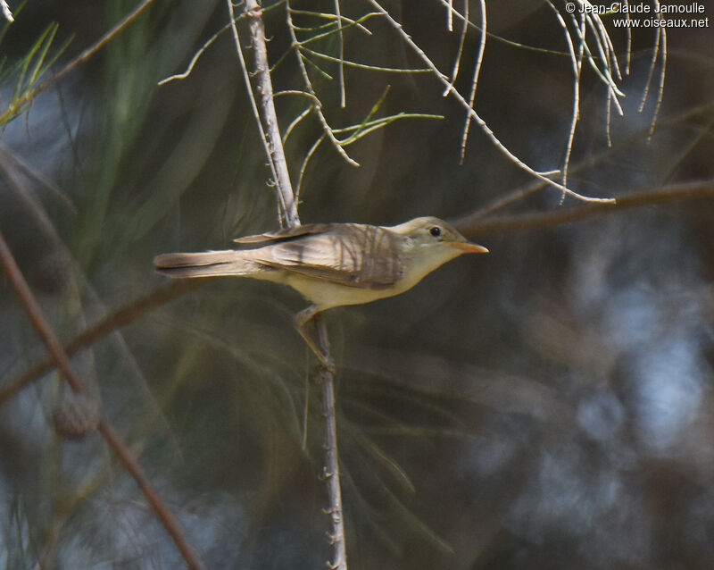 Western Olivaceous Warbleradult