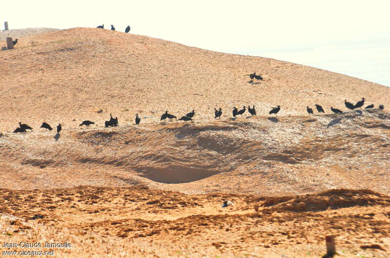 Ibis chauve, habitat, Comportement