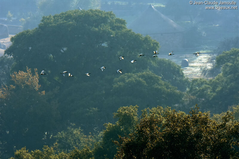 African Sacred Ibis