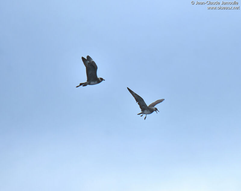 Pomarine Jaegeradult, Behaviour