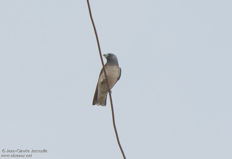 Ashy Woodswallow, feeding habits