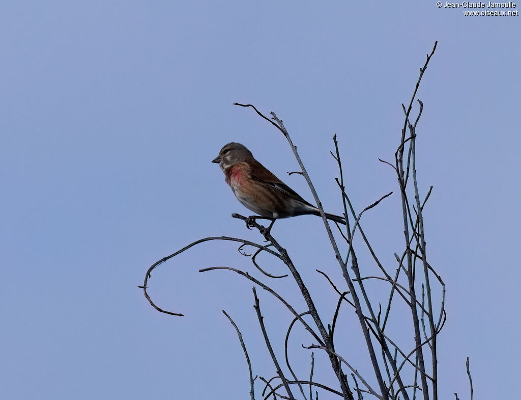 Linotte mélodieuse mâle adulte nuptial