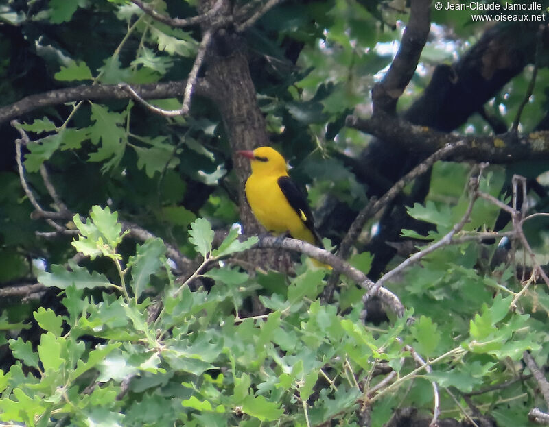 Eurasian Golden Oriole male adult breeding