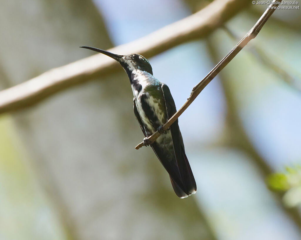 Mango à cravate noire femelle adulte